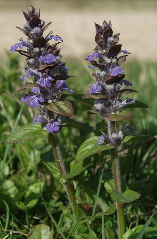 Plante entière