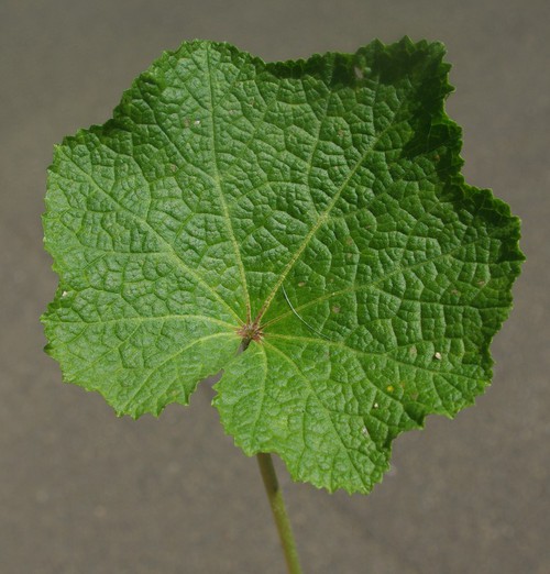 détail feuille