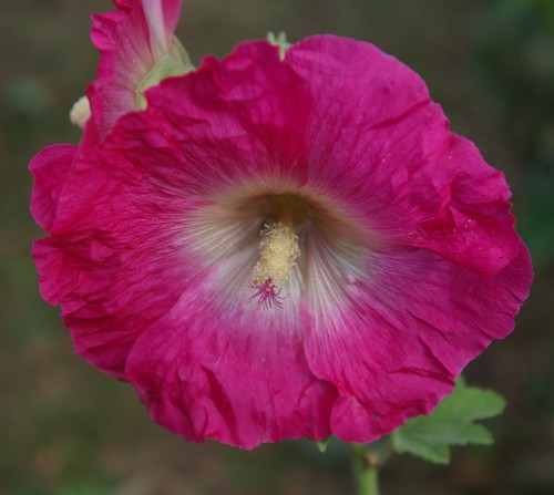 détail fleur