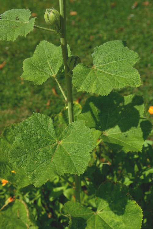 feuille