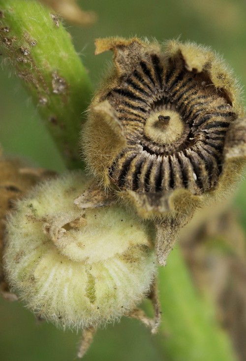 fruit