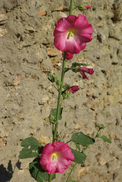 inflorescence