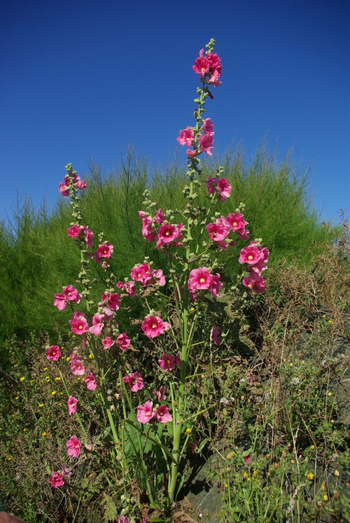 Plante entière