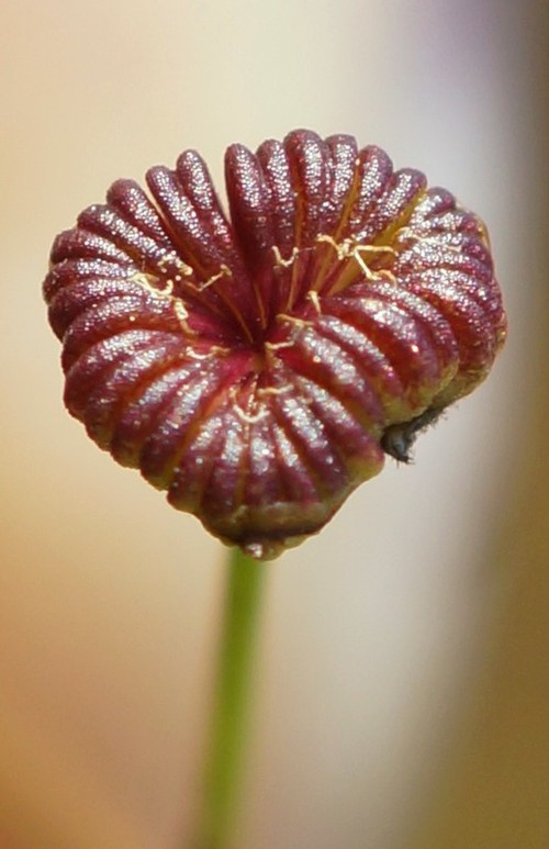 détail fruit