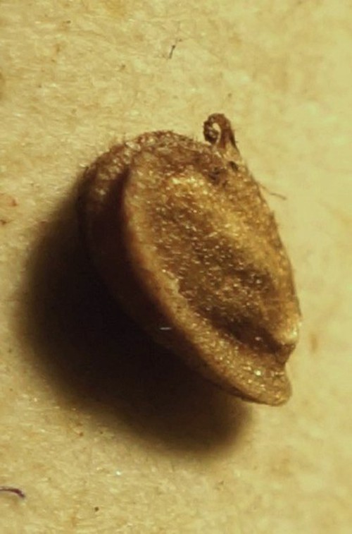 détail fruit