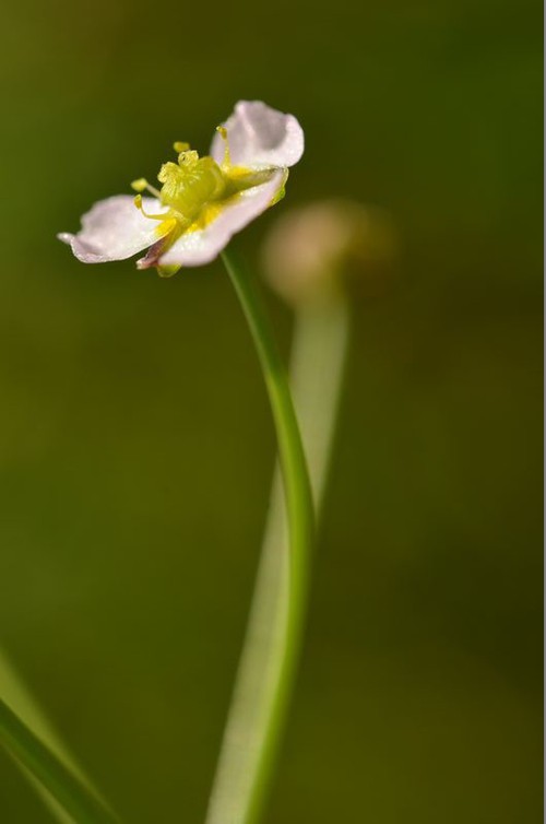 fleur
