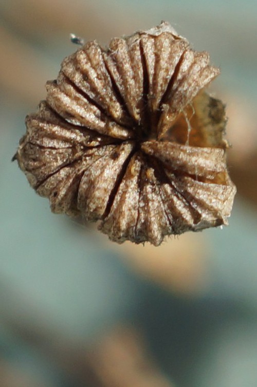 fruit