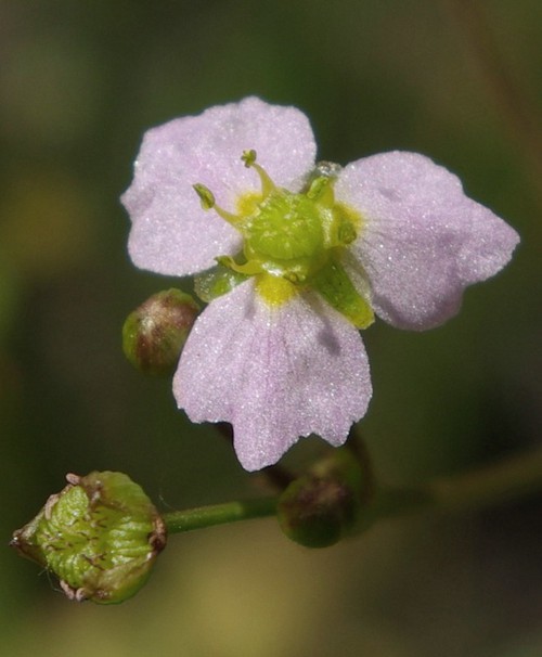 détail fleur