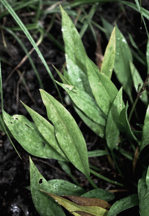 feuille