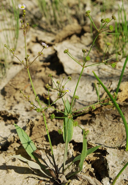 inflorescence