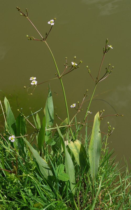 Plante entière