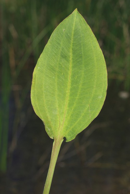 détail feuille