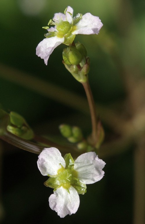 détail fleur