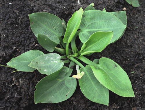 feuille
