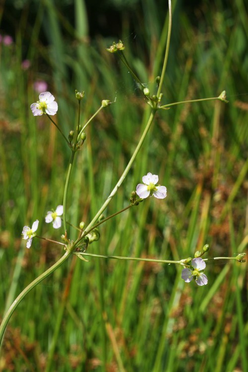 inflorescence