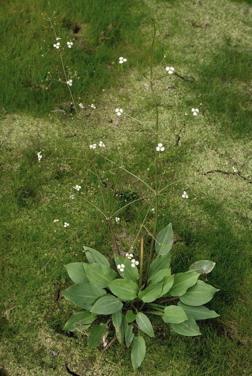 Plante entière