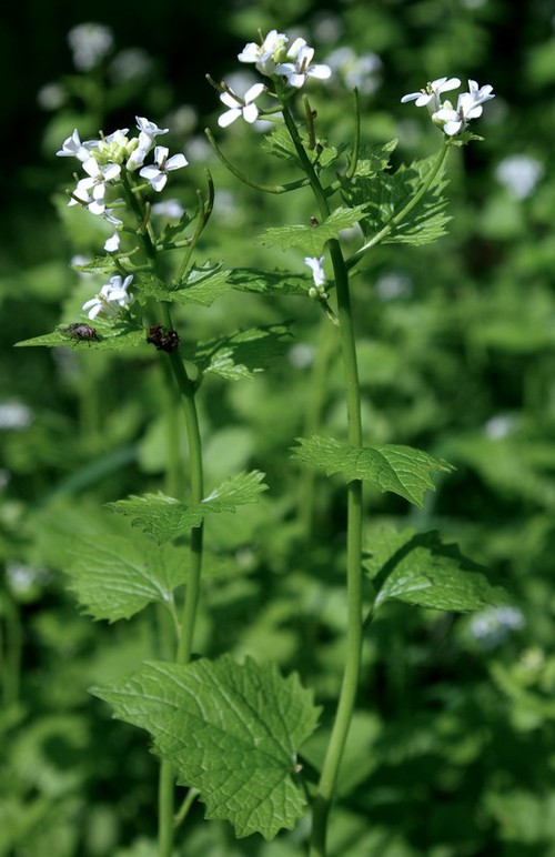 inflorescence