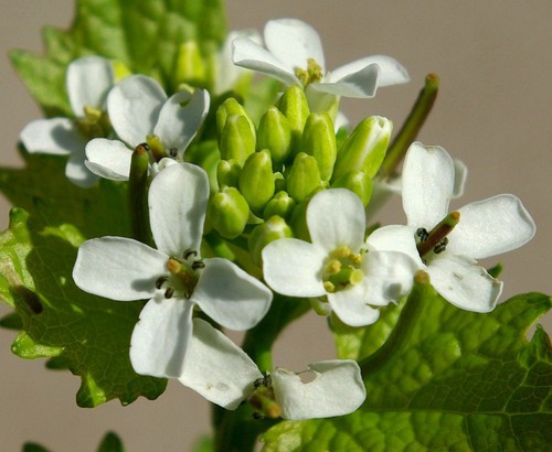détail fleur