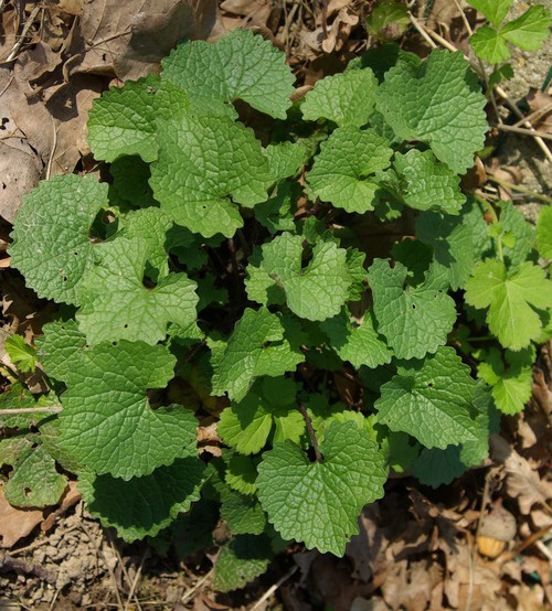 feuille basale