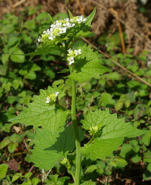 feuille caulinaire