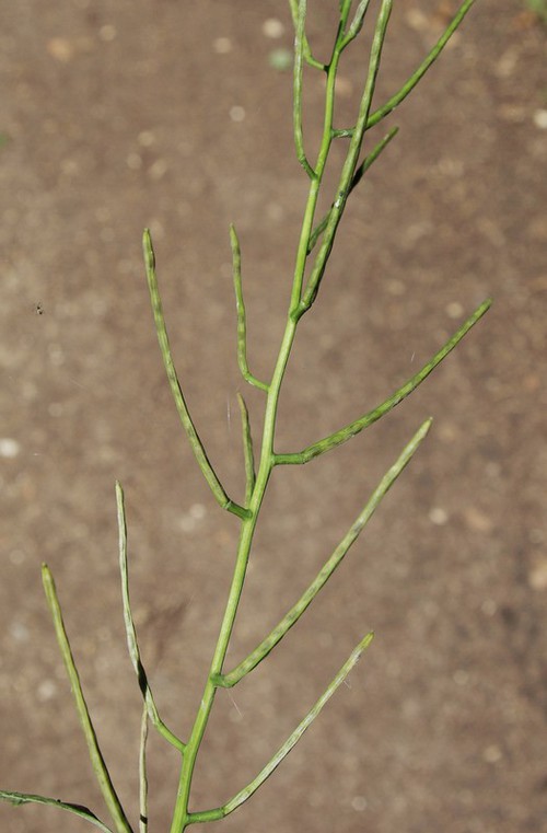 fruit