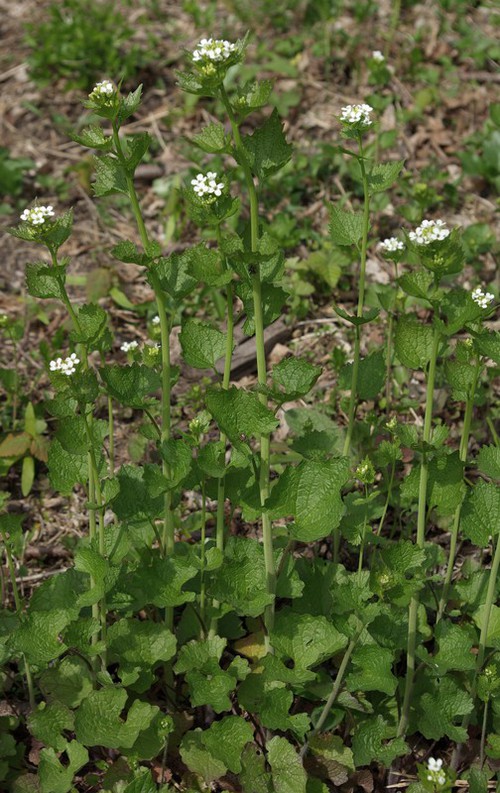 Plante entière