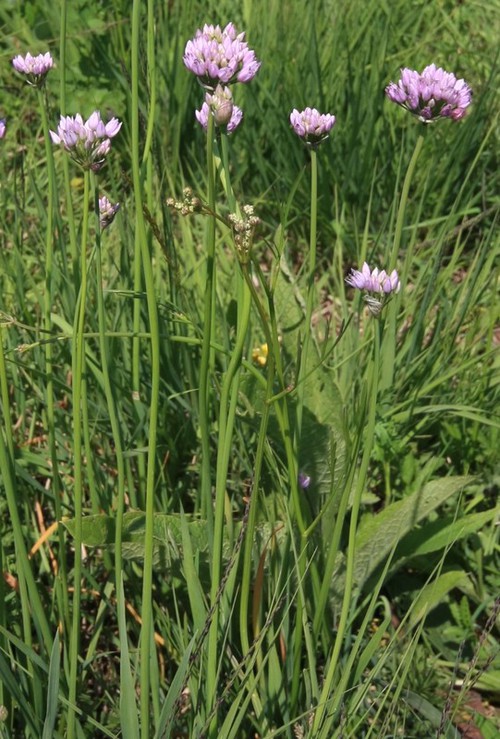 Plante entière