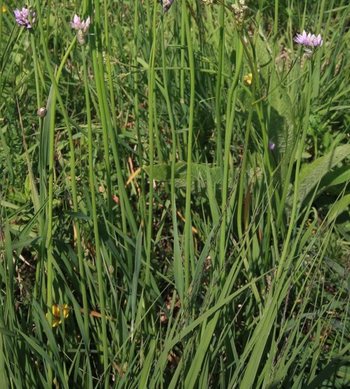 feuille
