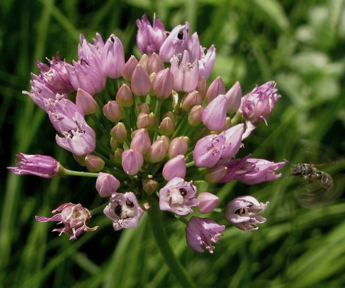 inflorescence