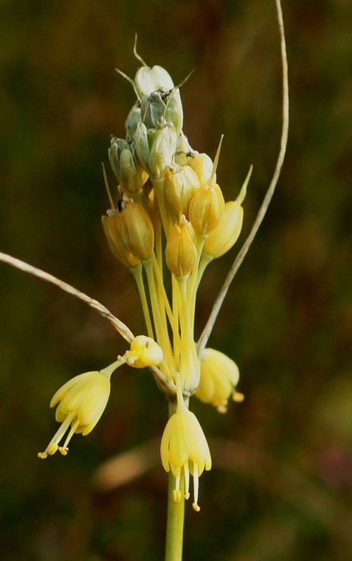 détail fleur