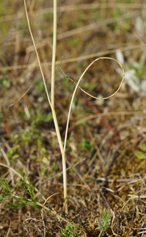 feuille