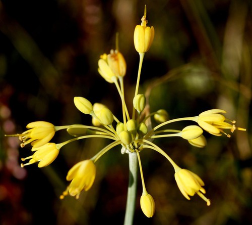 inflorescence