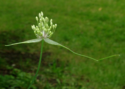 Plante entière