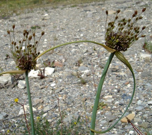 Plante entière