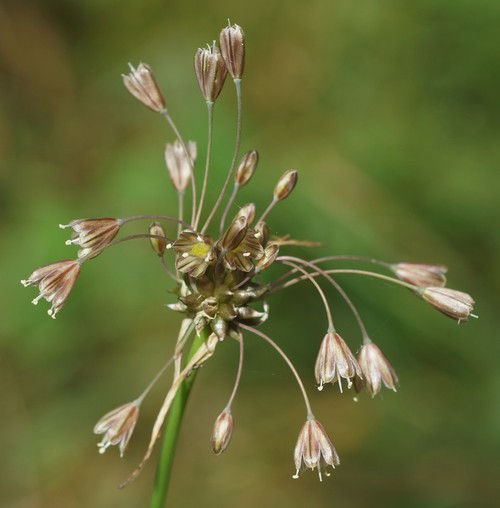 détail fleur
