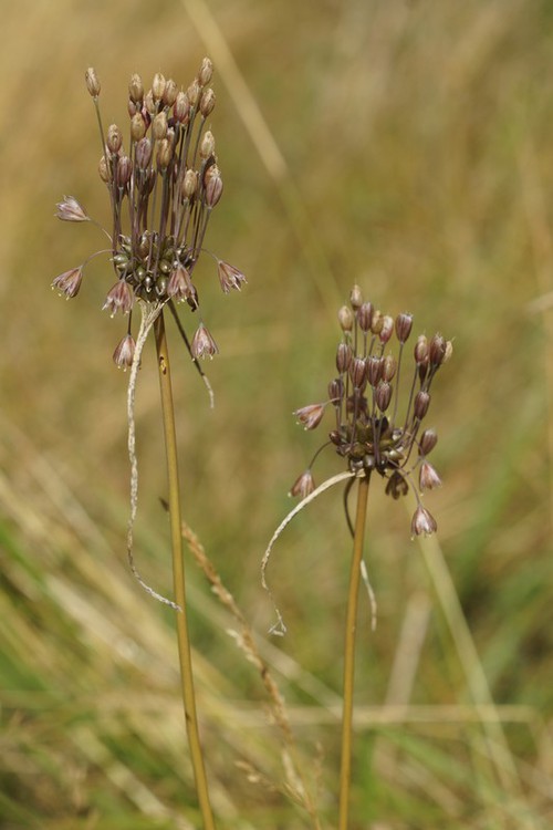inflorescence