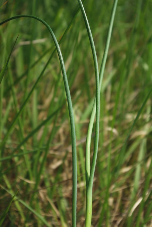 feuille