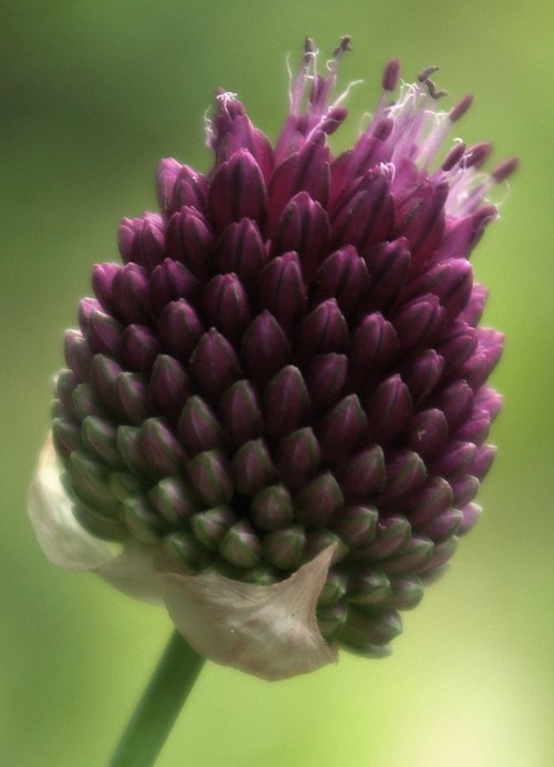 inflorescence