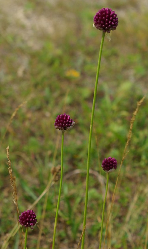 Plante entière