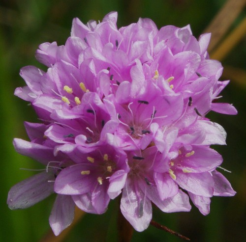 détail fleur
