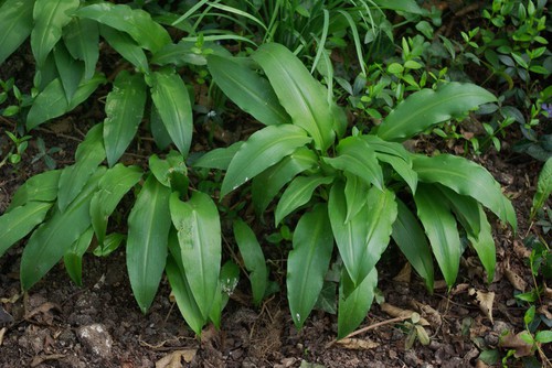 feuille