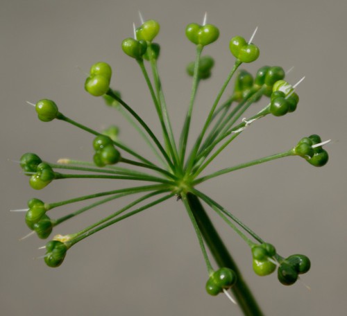 fruit