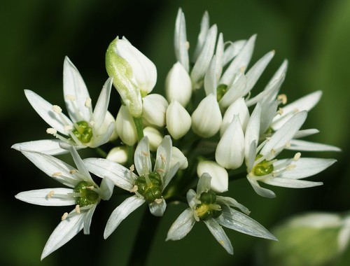 inflorescence