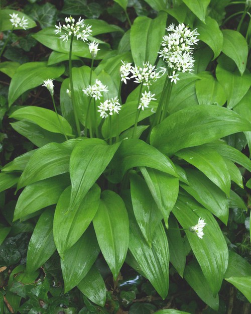 Plante entière