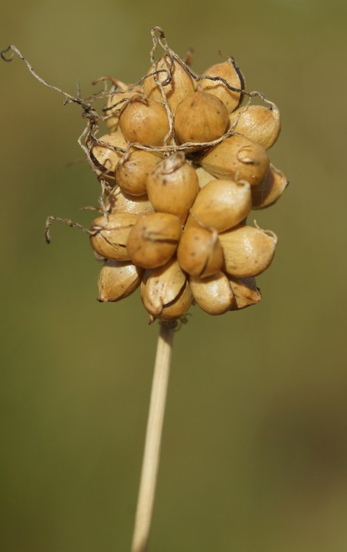 bulbilles sèches