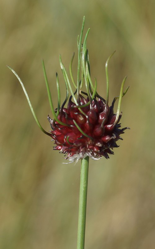 bulbilles