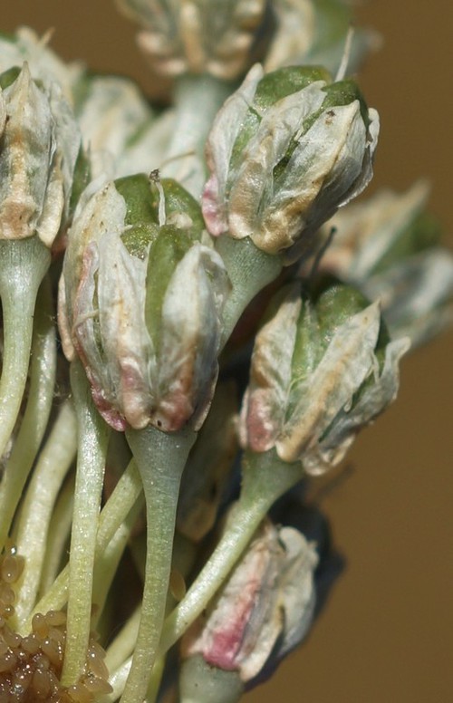 détail fruit