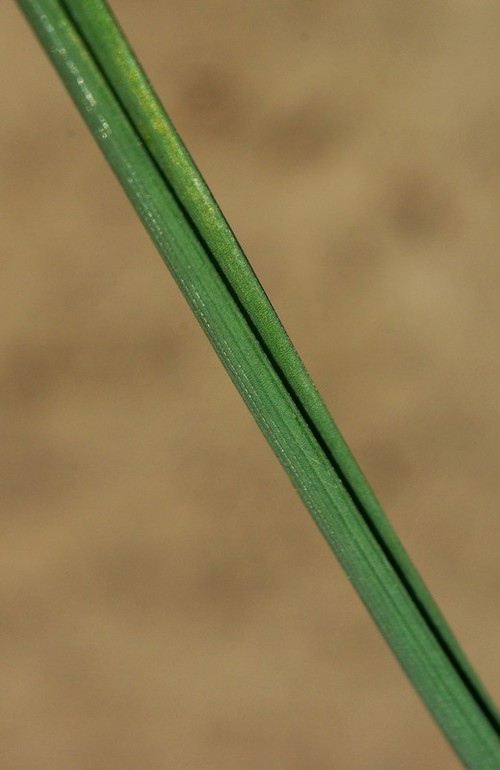 feuille