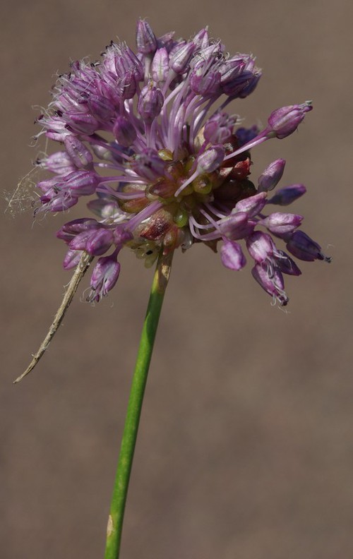 inflorescence