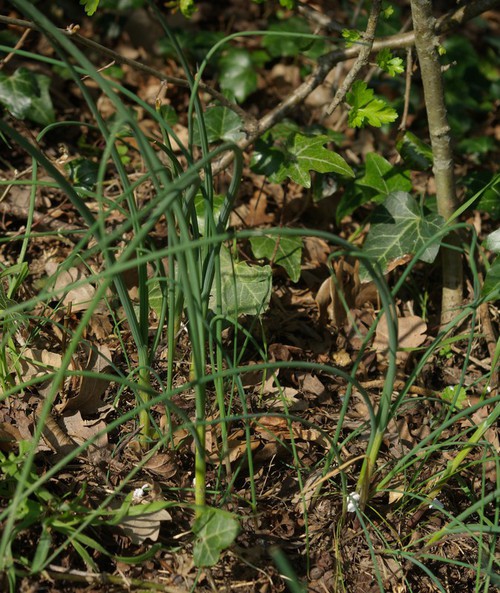 Plante entière